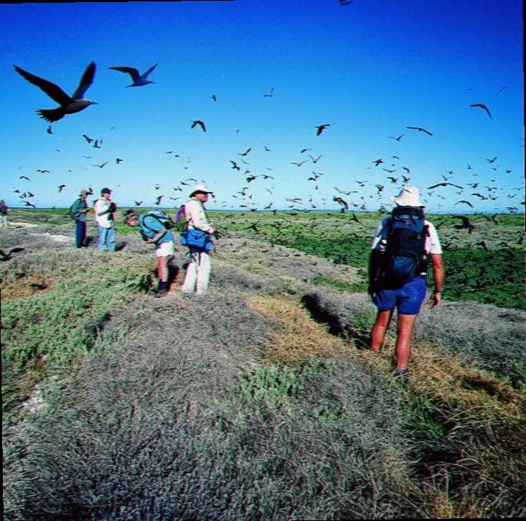Au seabird breeding colonies research