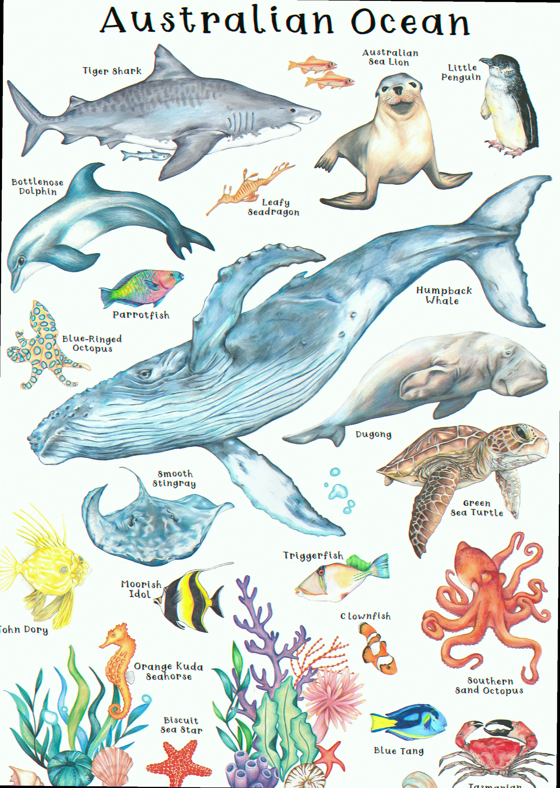 Australian coastal marine fauna