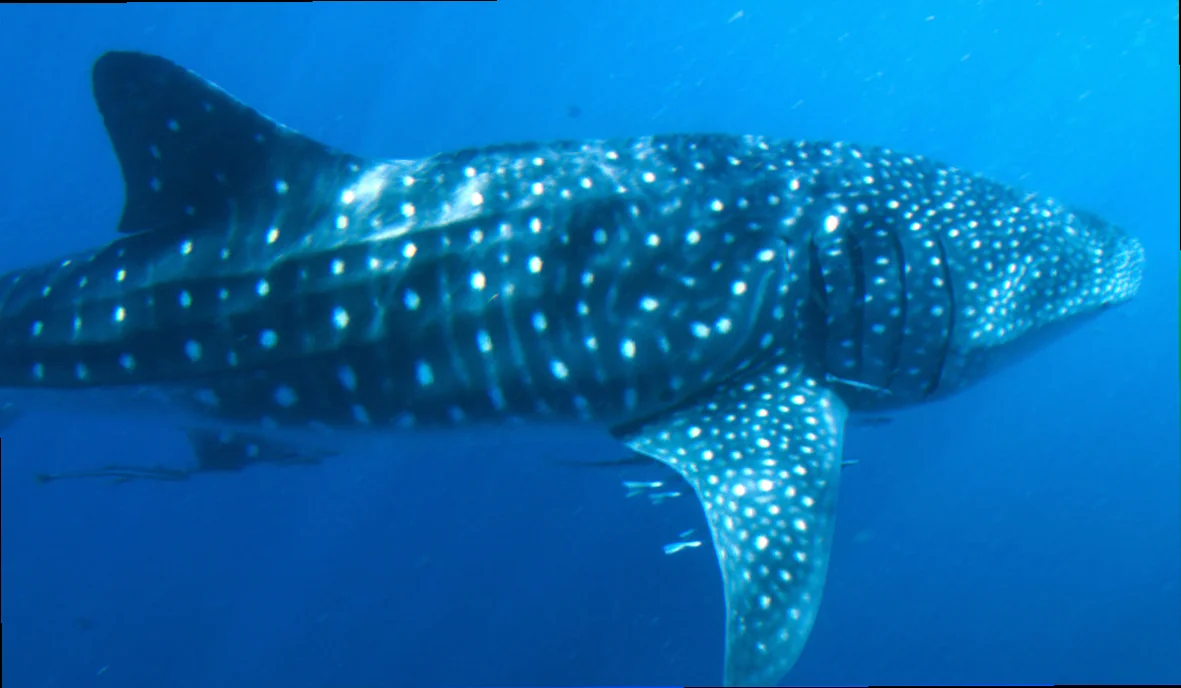 Basking whale shark diet great barrier reef