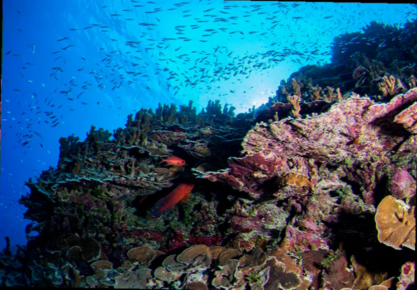 Bougainville reef deep sea biodiversity