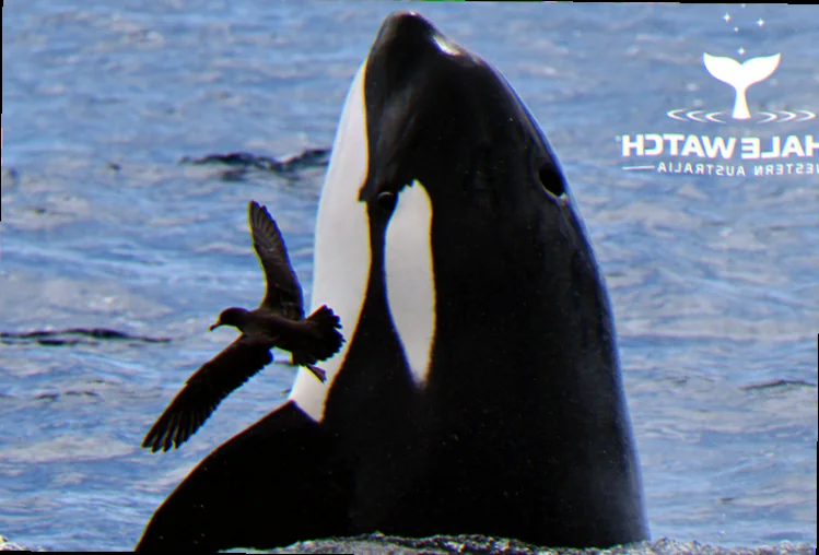 Bremer canyon orca diet analysis