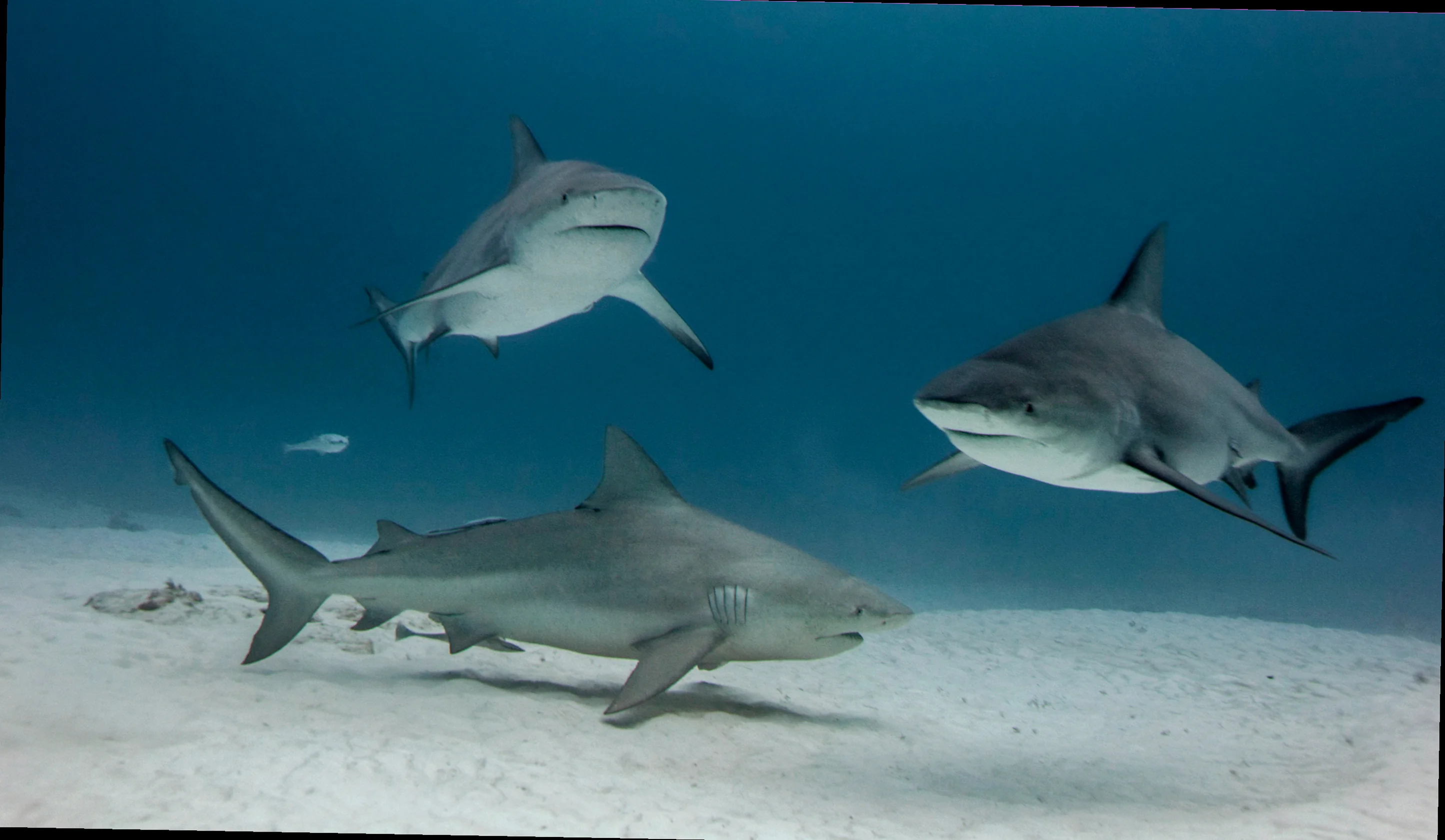 Bull shark salinity requirements