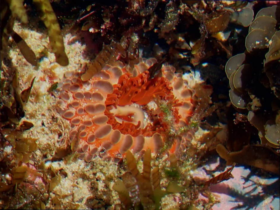 Coffs harbour anemone fish colony