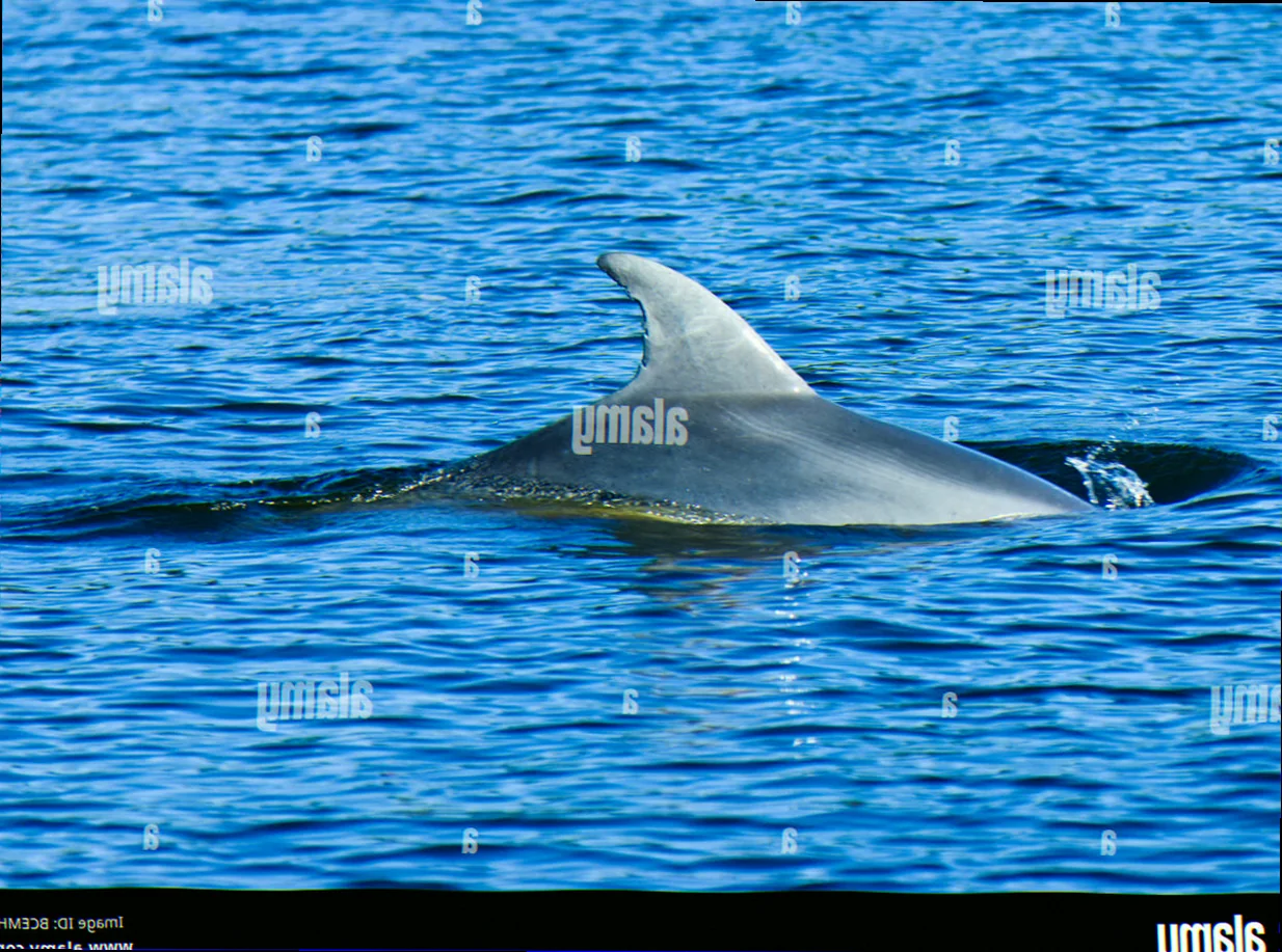 Gippsland lakes dolphin population assessment