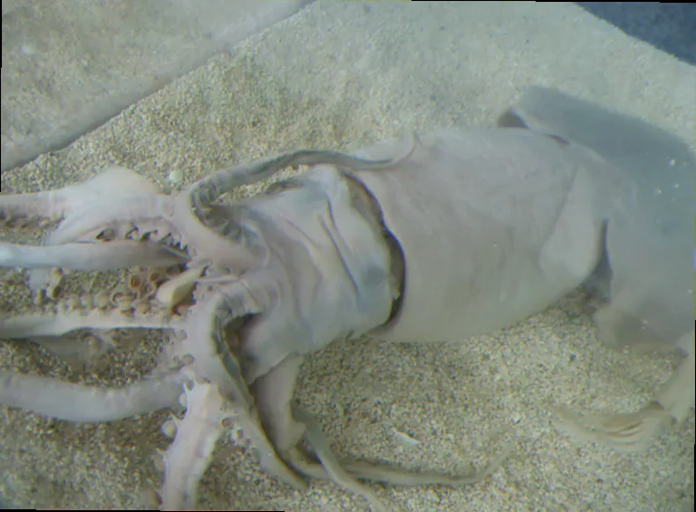 Humboldt squid population dynamics oceanography