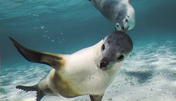 Jurien bay marine mammal research projects