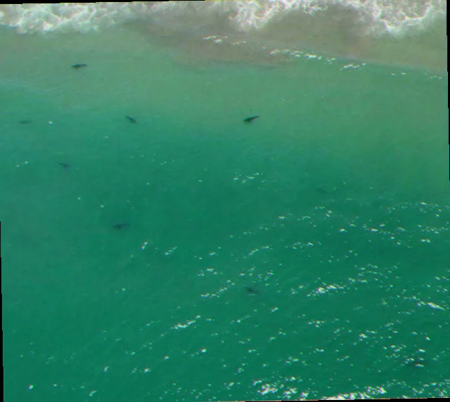 Juvenile shark behaviour near shore