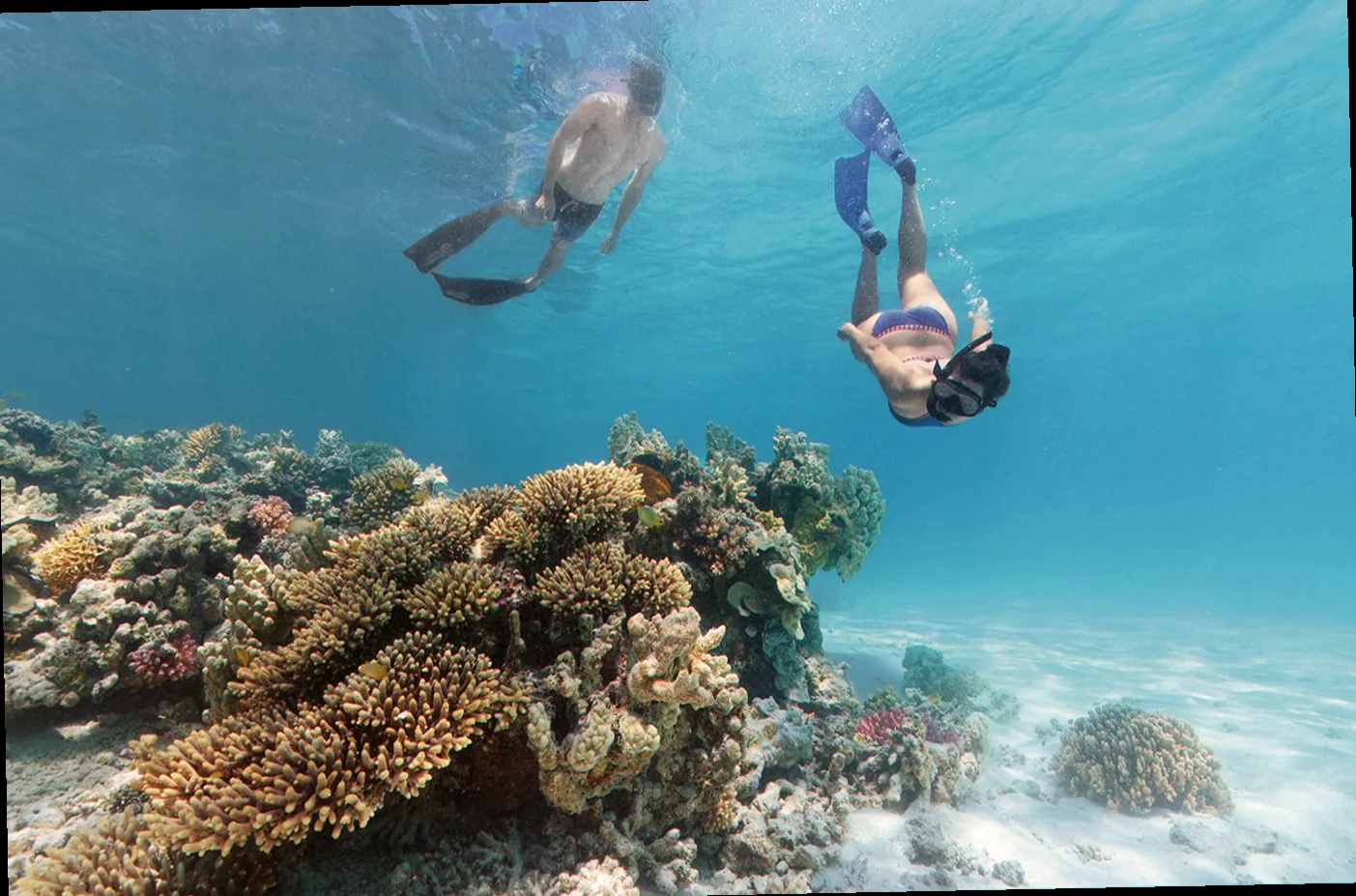 Lady musgrave island marine life