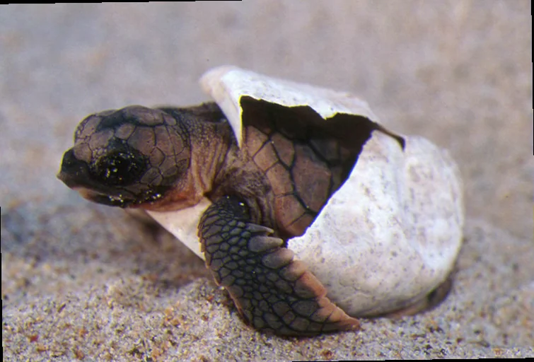 Loggerhead turtle hatchling survival rates