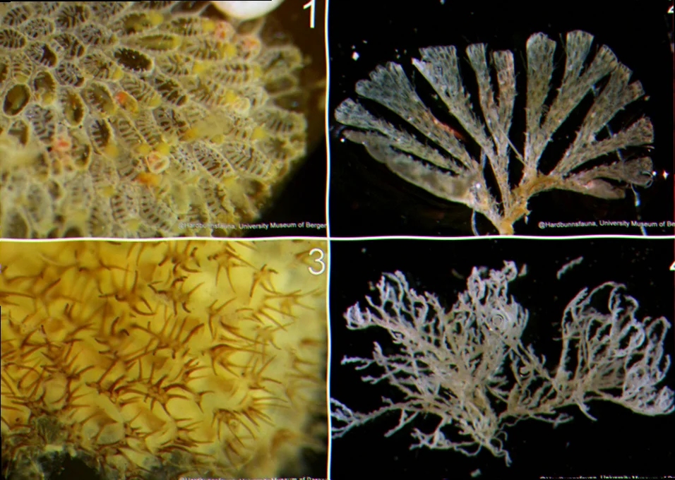 Marine invertebrate biodiversity australia bryozoa