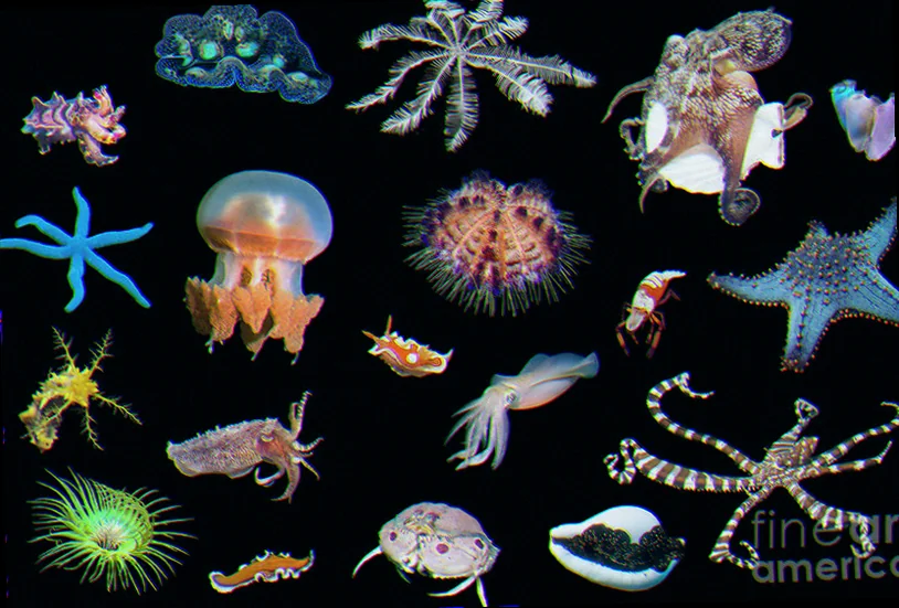 Marine invertebrate biodiversity ulladulla