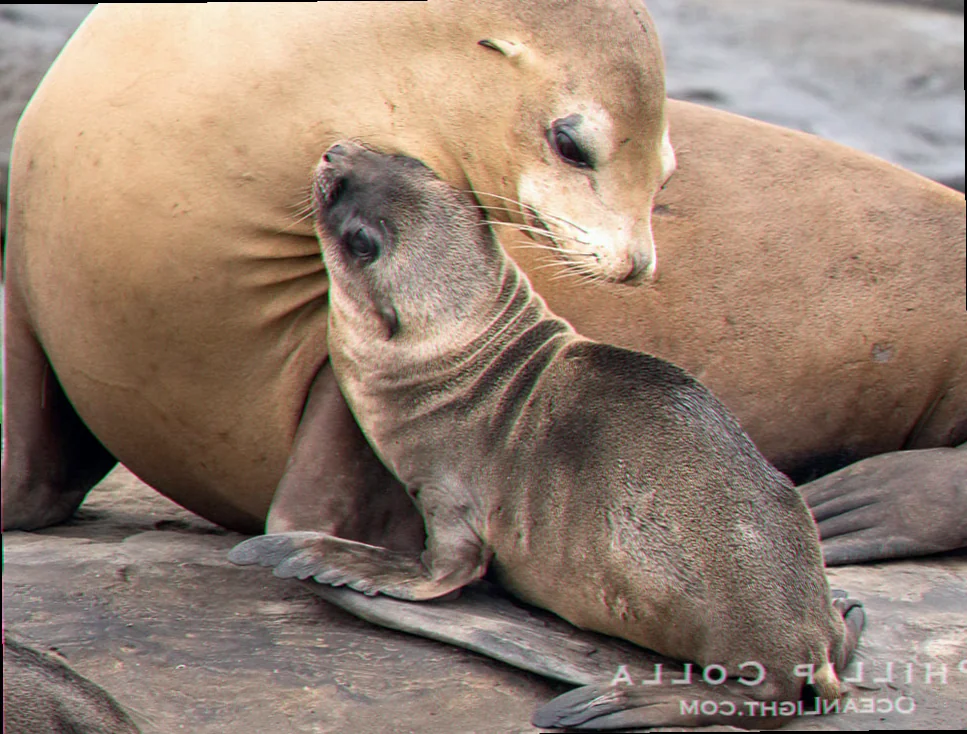 Monitoring health of sea lion pups