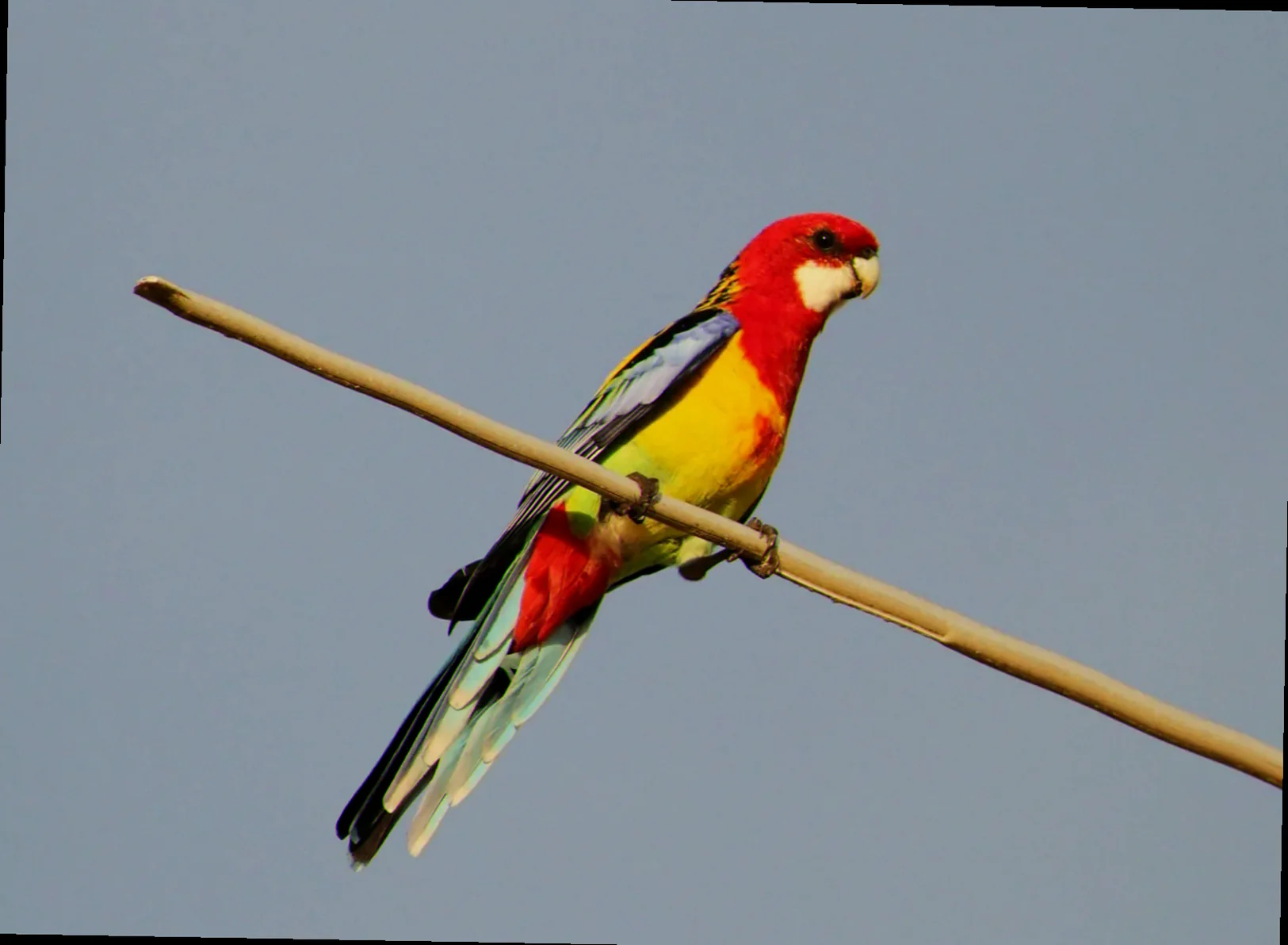 Northern australia birdlife and nesting sites