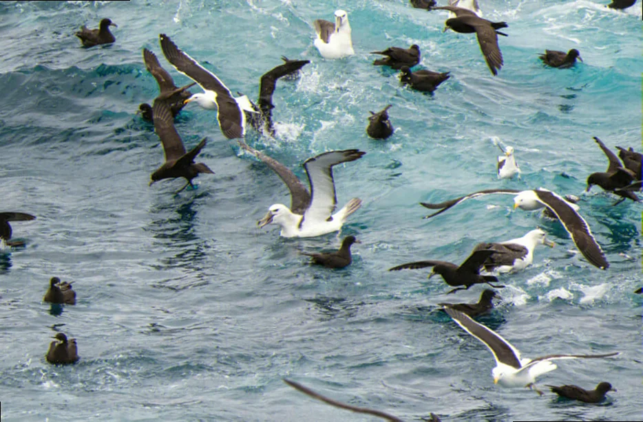 Nuyts archipelago seabird conservation