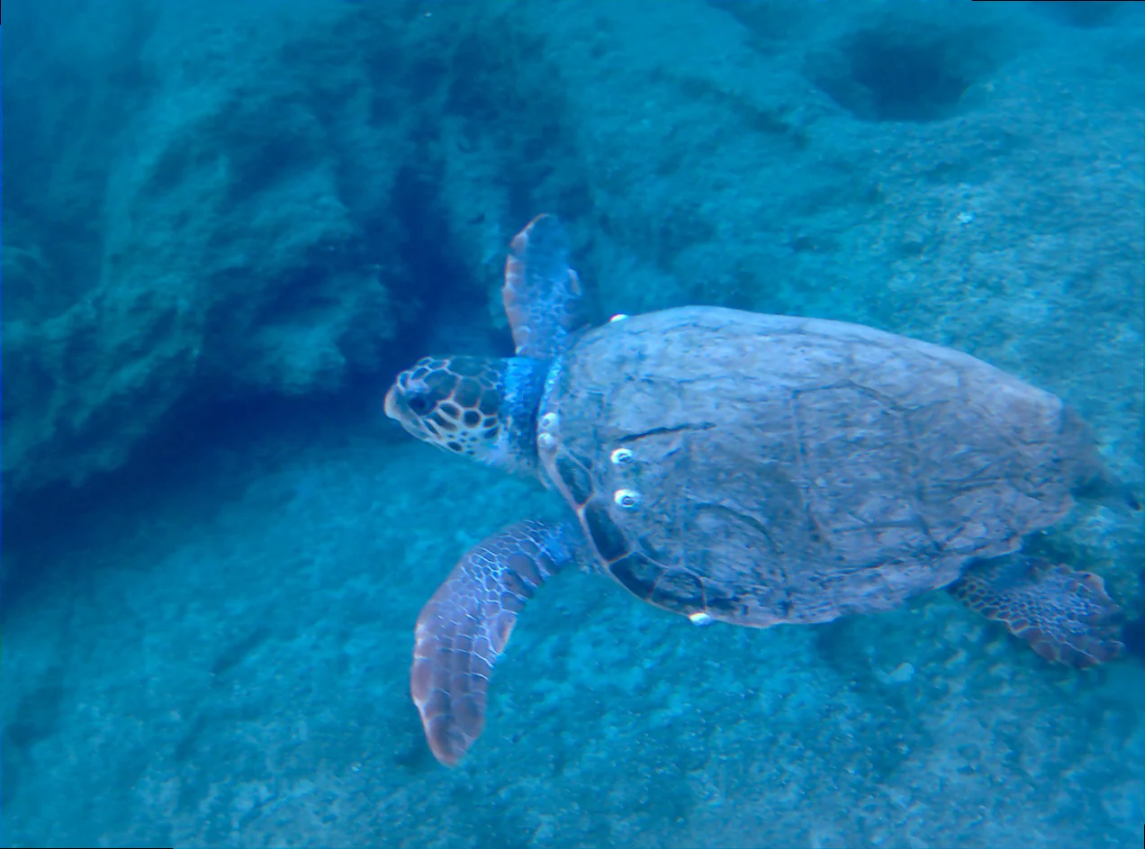 Snorkeling tips for australian reefs