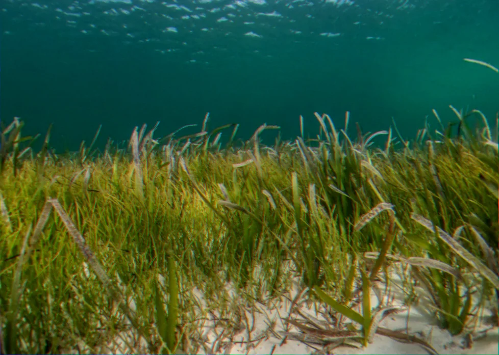 Spencer gulf seagrass meadows