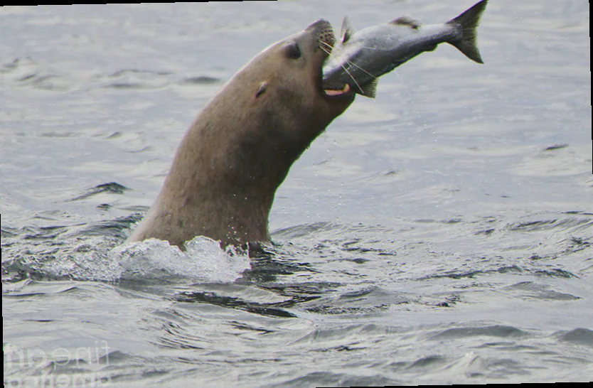Stellar sea lion foraging habits and diet