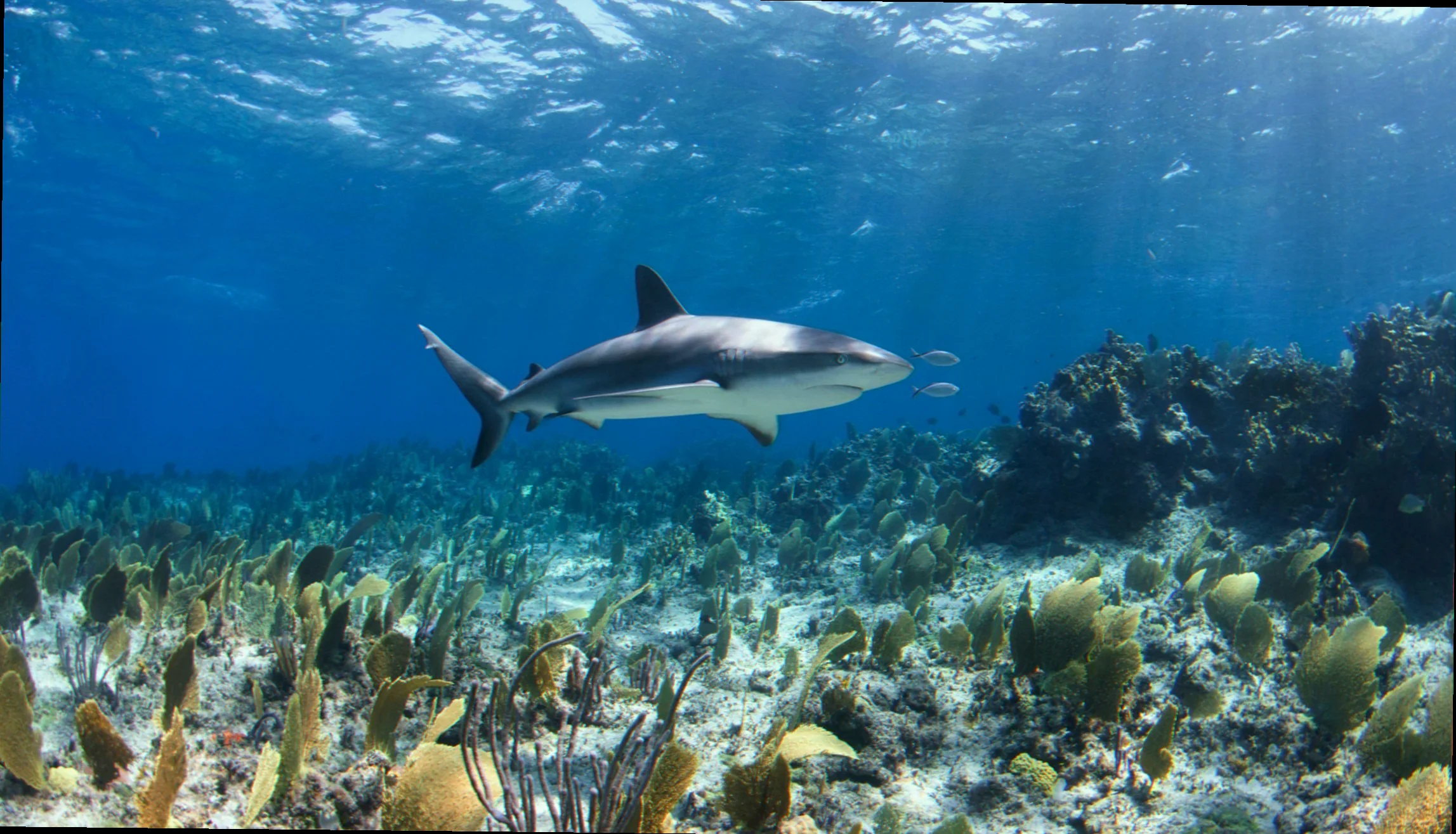 Swain reefs shark habitat utilization patterns