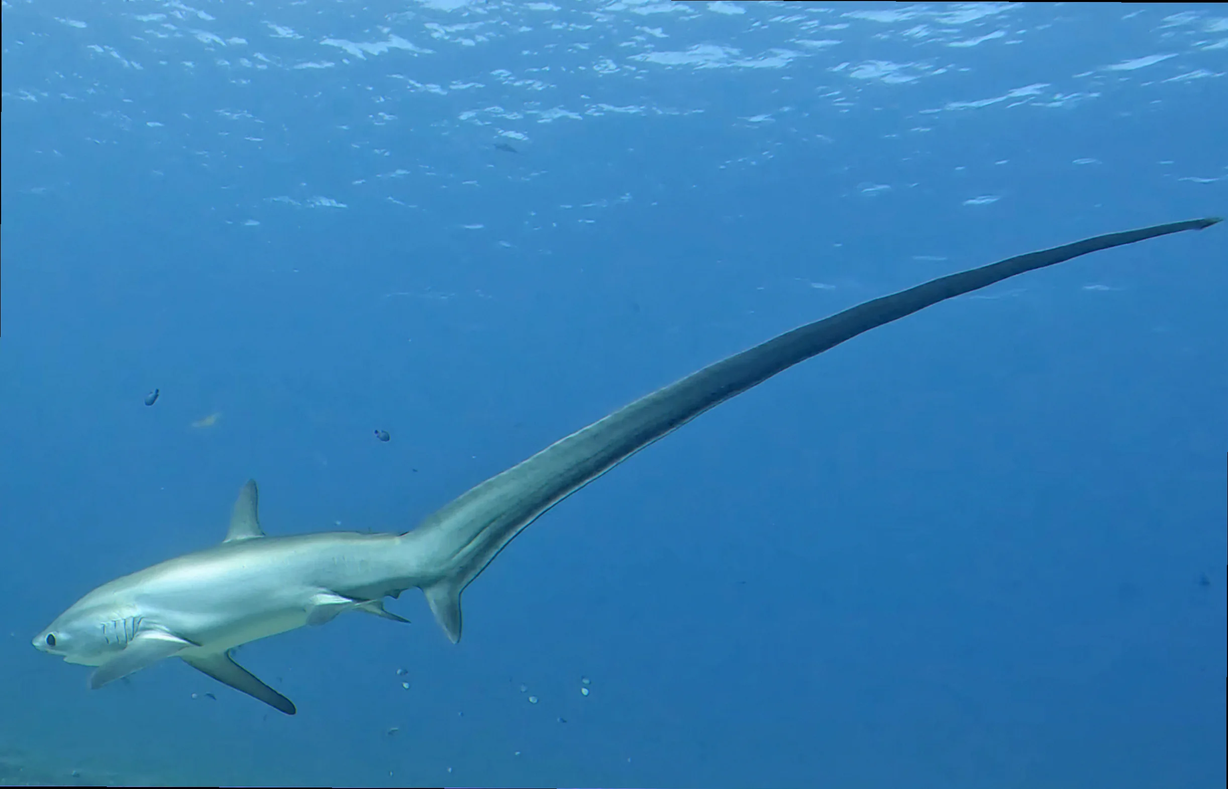 Thresher shark tail function movement