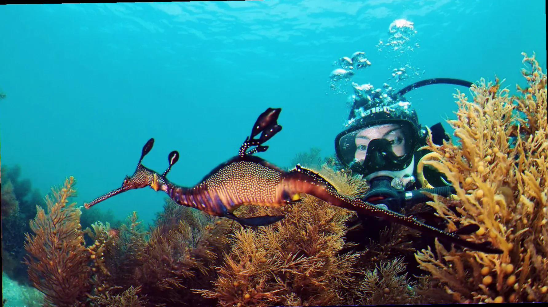 Victoria sea dragon habitat information