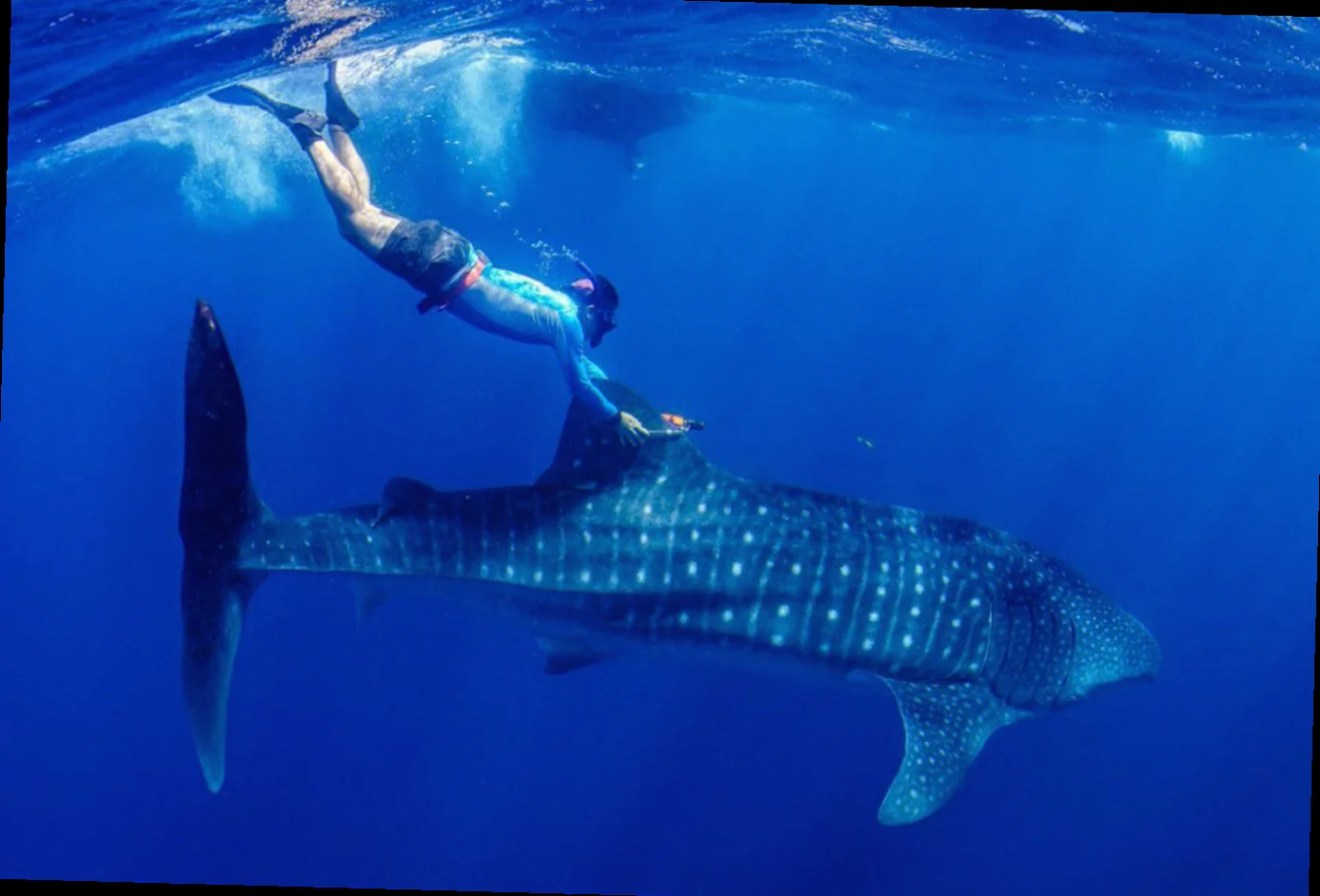 Whale shark conservation status great barrier reef
