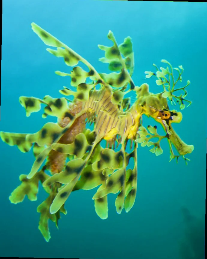 Where to see leafy seadragons australia