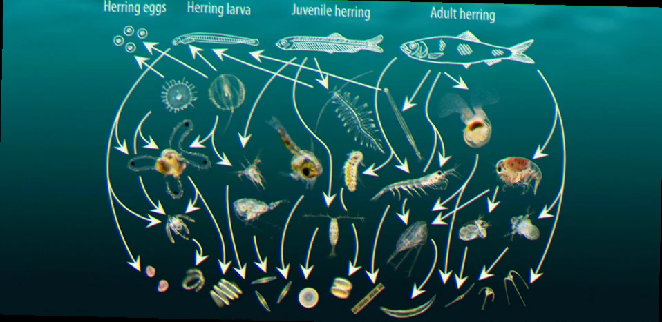 Zooplankton role in marine food web
